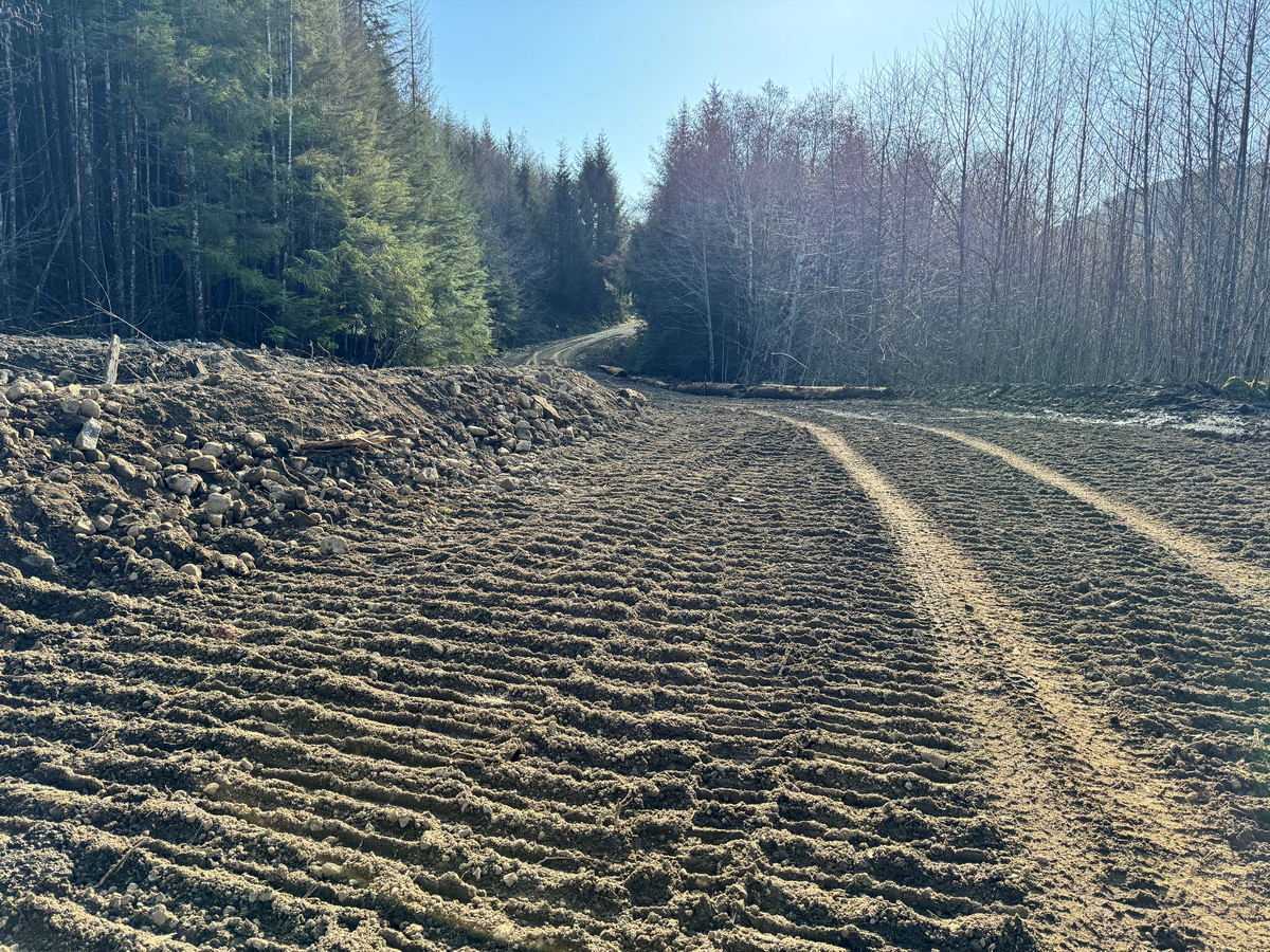Freshly graded dirt road in forest
